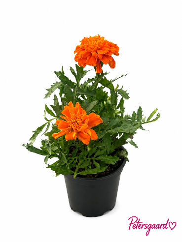 Tagetes orange