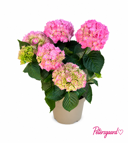 Hortensia Lyserød