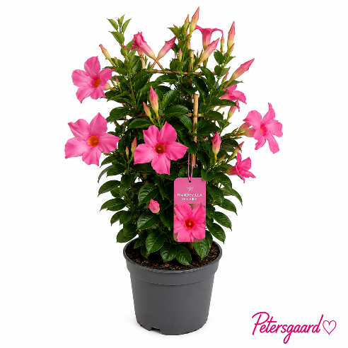 Bægerranke Lyserød (Dipladenia)
