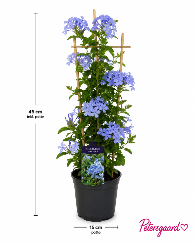 Blå blyrod - Plumbago auriculata
