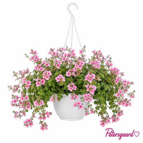 ampel med tvillingeblomst - LYSERØD (Diascia)