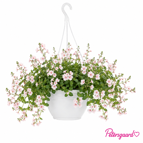 ampel med tvillingeblomst - LYS ROSA (Diascia)