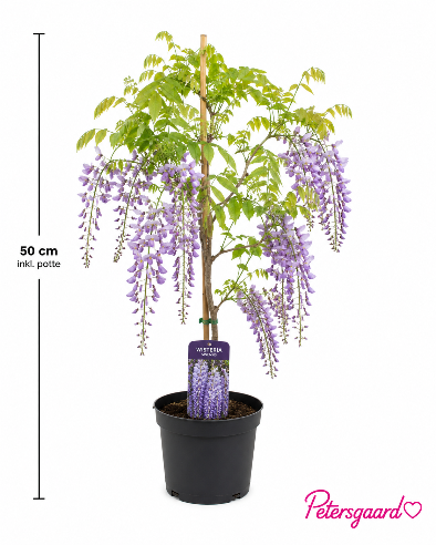 Kinesisk blåregn (Wisteria sinensis)