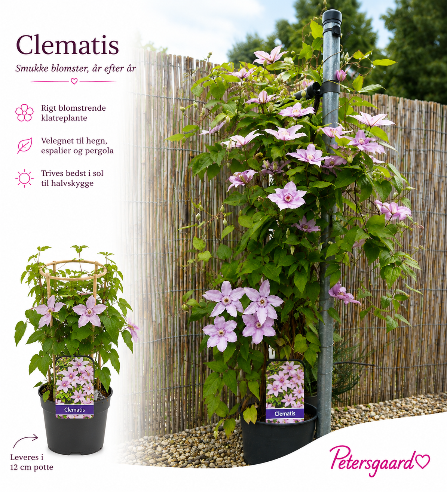 Clematis Rosa