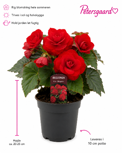 Knoldbegonia Rød