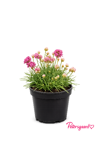Armeria pink - Engelsk græs