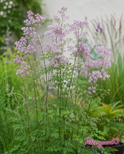 Akelejefrøstjerne (Thalictrum aquilegifolium)