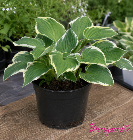 Hosta
