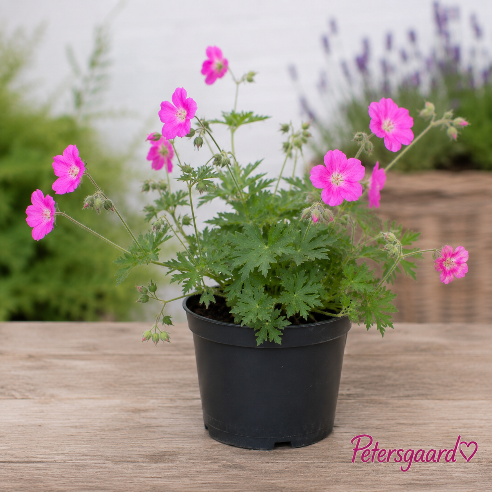 Geranium - Storkenæb rosa