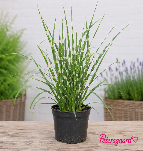 Zebragræs – Miscanthus sinensis ‘Strictus’
