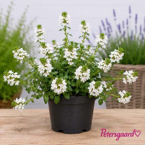 Fjerblomster Hvide