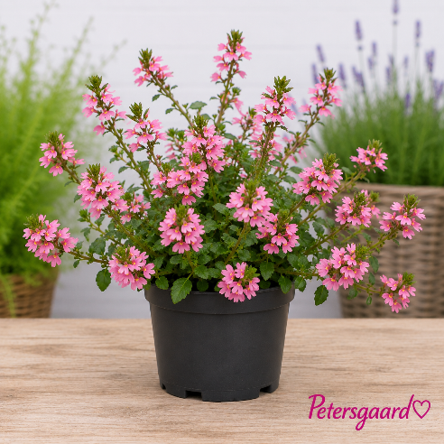 Fjerblomster Lyserøde