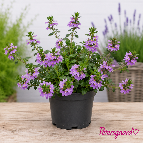 Fjerblomster Blå/Lilla