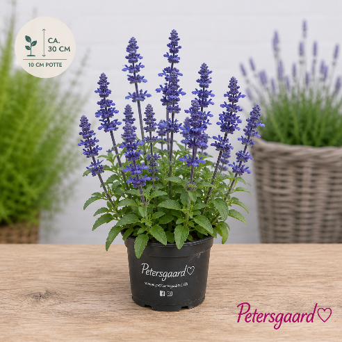 Salvia farinacea ‘Victoria Blue’