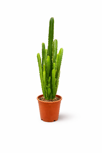 Cowboykaktus – ca. 75 cm