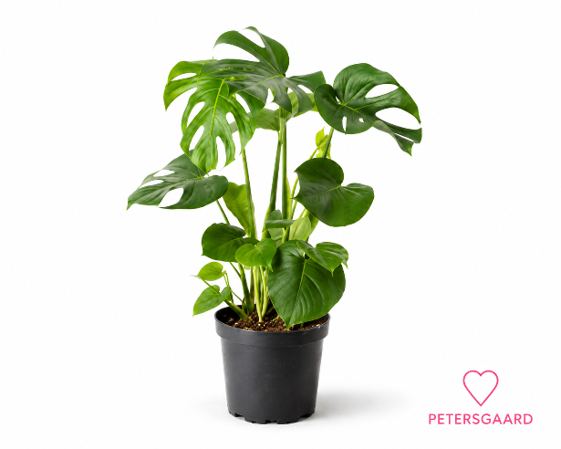 Monstera TILBUD