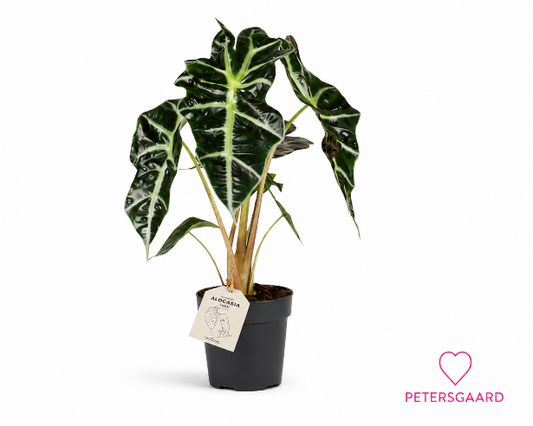Alocasia (Elefantøre)