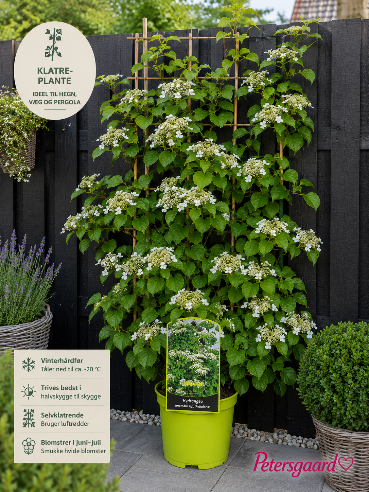 Klatrehortensia – Hydrangea anomala ssp. petiolaris 🤍🌿