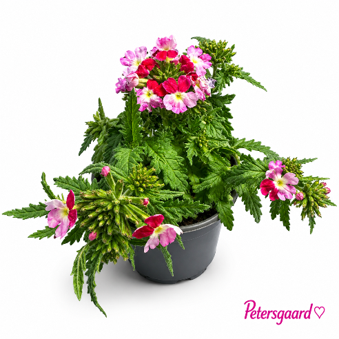 Verbena - 2 farvet