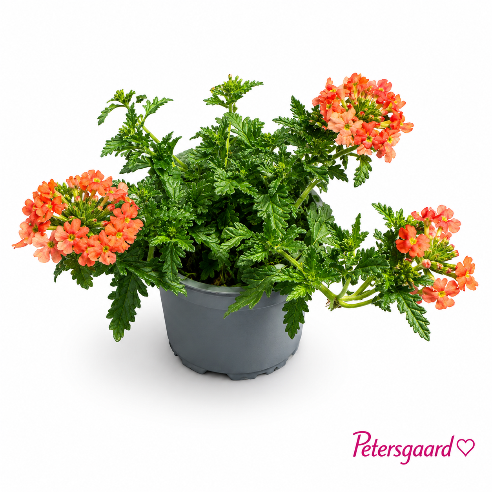 Verbena - Orange