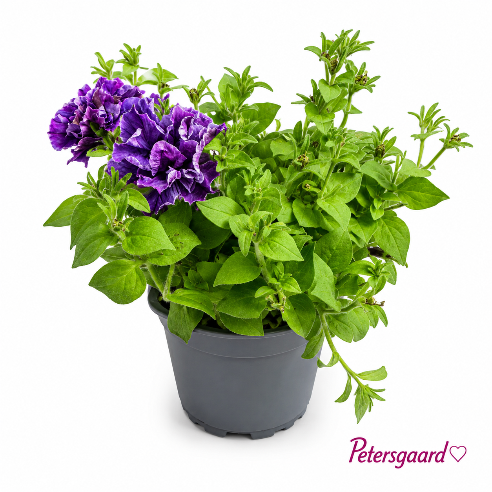 Petunia dobbelt Lilla
