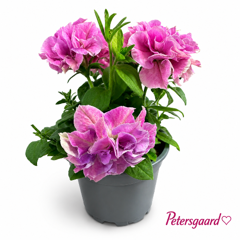 Petunia dobbelt Lyserød