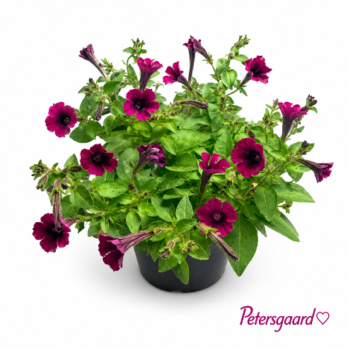 Petunia Mørk bordeaux