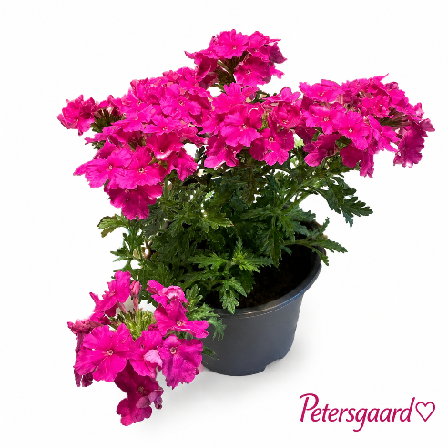 Verbena - Pink
