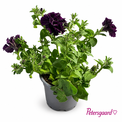 Petunia dobbelt Mørk violet