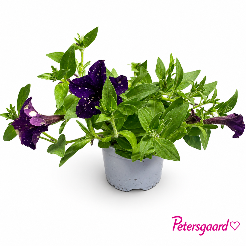 Petunia Navy splash