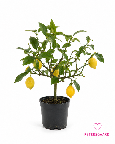 Citron Træ