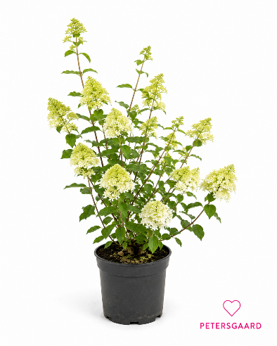 Hortensia Paniculata Limelight