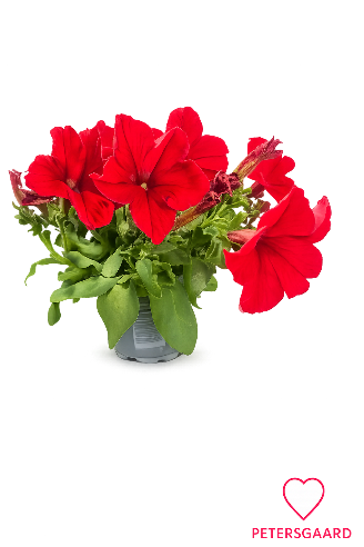 Petunia Rød
