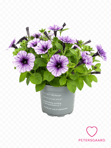 Petunia støvet lilla