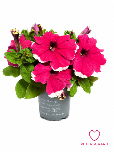 Petunia Pink med hvid kant