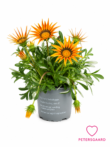 Gazania orange