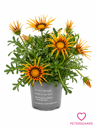 Gazania brændt orange