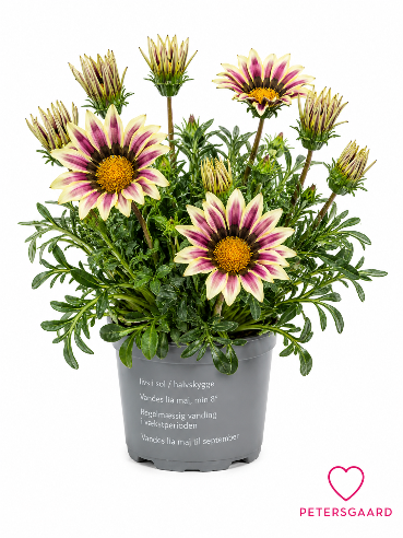 Gazania Lilla