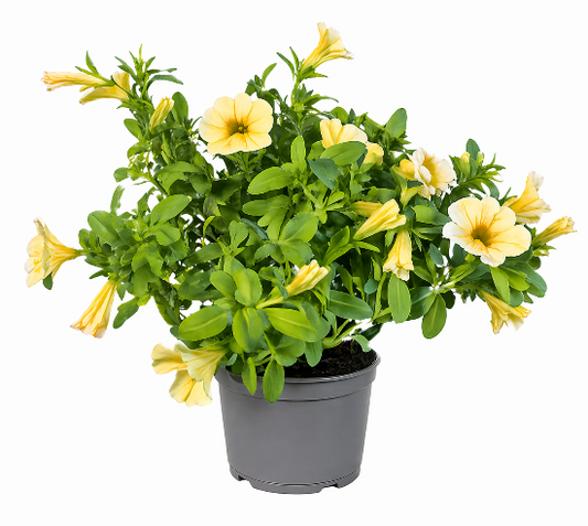 Petunia Lys gul- Calibrachoa Million bells