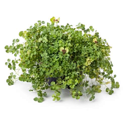 Trifolium kløver i flere varianter