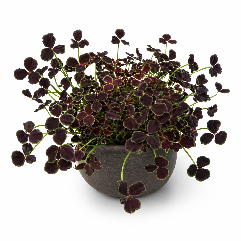 Trifolium kløver i flere varianter