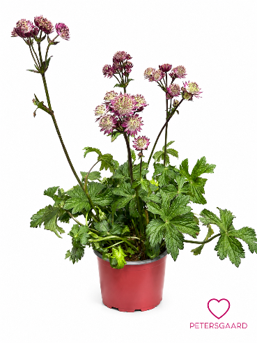 Astrantia Rød - Staude