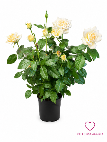 Morten Korch have duft rose