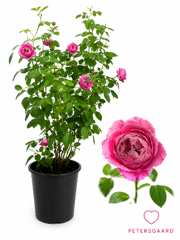 Mum in a million - have duft rose - Lyserød