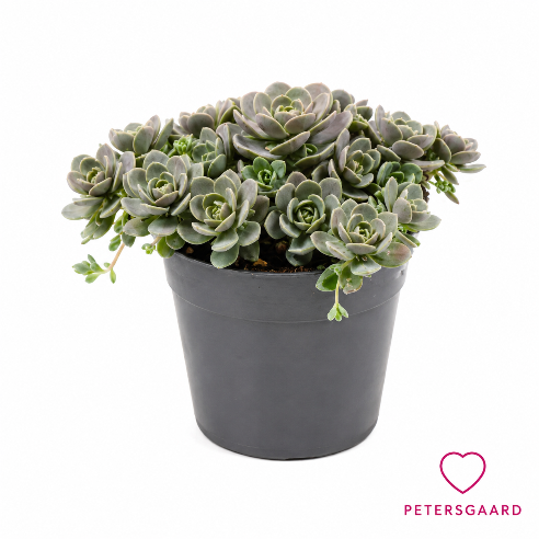 Narrehat - Orostachys