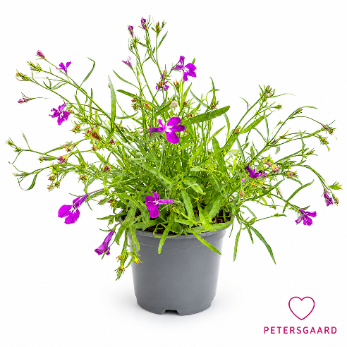 Lobelia Pink
