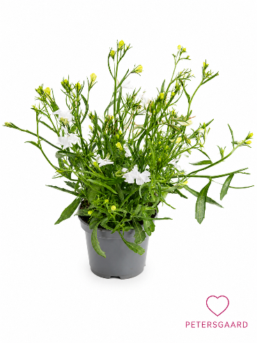 Lobelia Hvid