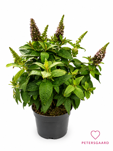 Sommerfuglebusk - Buddleya Little Rock