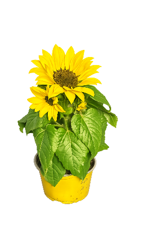 🌻 Solsikke i potte – ægte sommerstemning 🌻