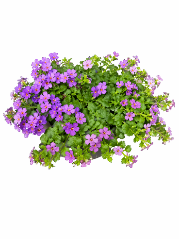 Bacoba carolina Lilla